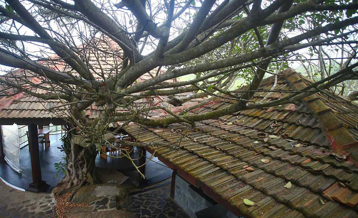 Niraamaya Wellness Retreats, Surya Samudra, Kovalam Eksteriør bilde